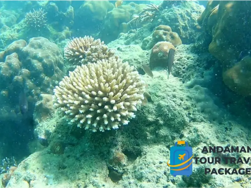 Andaman Tour Packages with Rangat Island