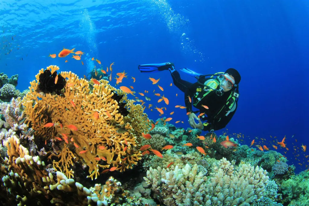 Andaman Scuba Diving Packages