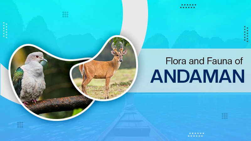 Flora and Fauna of Andaman and Nicobar