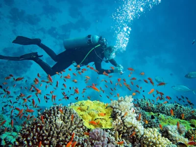 diving-in-north-bay